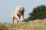 BOUVIER DES ARDENNES 005